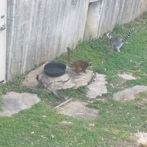 Lemur Island - Ring Tailed and Red Fronted Lemur