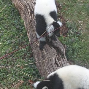 Lemur Island - Black and White Ruffed Lemur