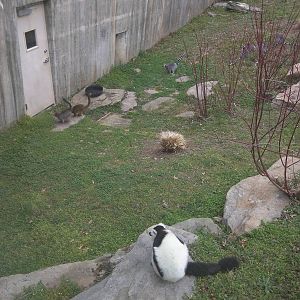 Lemur Island - Ring Tailed, Red Fronted and Black and White Ruffed Lemur
