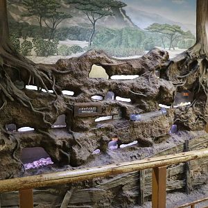 Naked mole rat display, February 2016