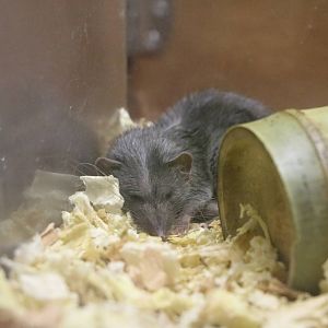 House musk shrew, February 2016