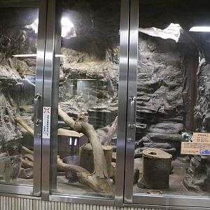 Pallas's cat enclosure, February 2016
