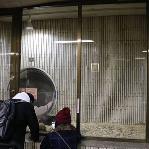 Three-banded armadillo enclosure, February 2016