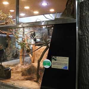 Ryukyu flying fox enclosure, February 2016