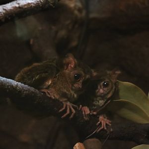 Tarsiers, February 2016