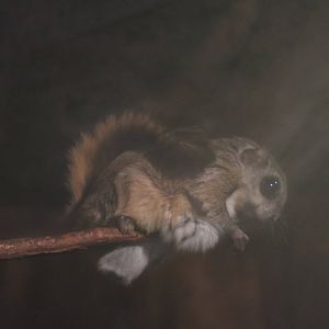 Small Japanese flying squirrel, February 2016