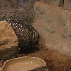 Short-beaked echidna, February 2016