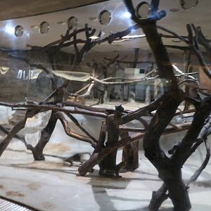 Kinkajou enclosure, February 2016