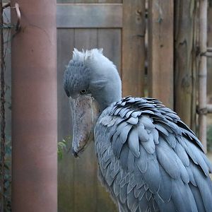 Shoebill, February 2016
