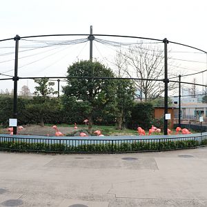 Flamingo aviary, February 2016