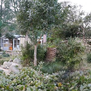 Shoebill aviary, February 2016