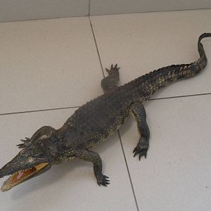 Nile crocodile taxidermy, 120 cm