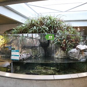 Japanese giant salamander enclosures, February 2016