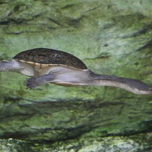 Northern snake-necked turtle, February 2016