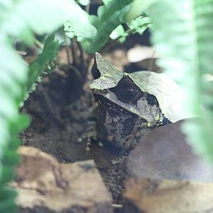 Long-nosed horned frog, February 2016