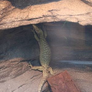 Quince monitor, February 2016