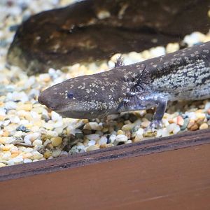 Greater siren, February 2016