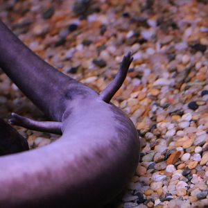 Amphiuma's toes, February 2016