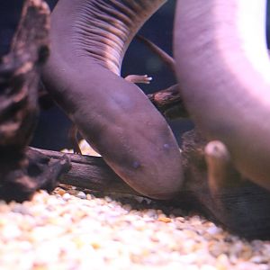 Three-toed amphiuma, February 2016