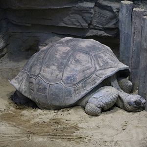 Galapagos giant tortoise, February 2016