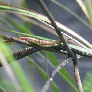 Madagascar leaf-nosed snake, February 2016