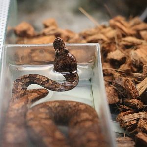 Pacific boa, February 2016