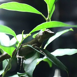 Okinawa tree lizard, February 2016