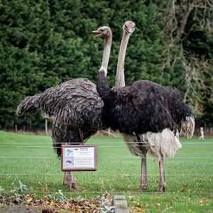 Ostrich (and signage) : Cotswold WP : 22 Nov 2015
