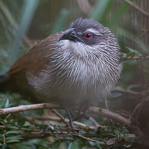 White-browed coucal : Cotswold WP : 22 Nov 2015