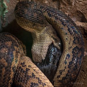 Jamaican boa : Cotswold WP : 13 Dec 2015