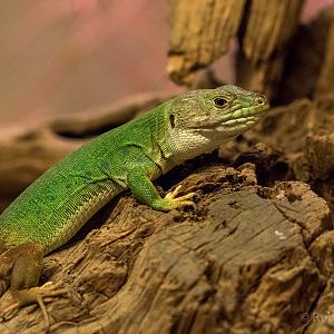 North African ocellated lizard : Cotswold WP : 13 Dec 2015