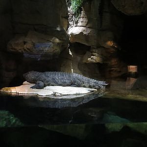 Nile Crocodile - Madagascar 031215