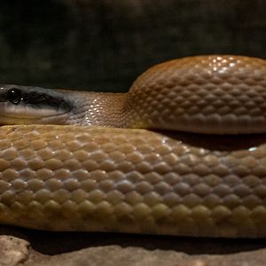 Cave-dwelling rat snake : Cotswold WP : 13 Dec 2015