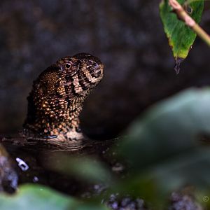 Chinese crocodile lizard : Cotswold WP : 13 Dec 2015