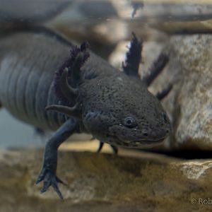 Axolotl : Cotswold WP : 13 Dec 2015