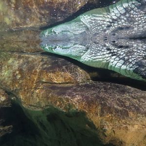 Nile Crocodile - Madagascar 031215