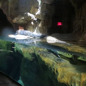 Nile Crocodile - Madagascar 031215