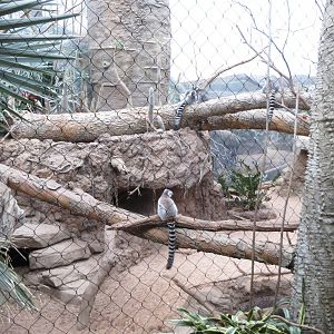 Ring-tailed Lemur enclosure - Madagascar 031215