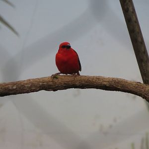 Red Fody - Madagascar 031215