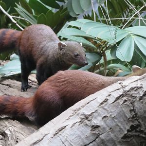 Ring-tailed Mongoose - Madagascar 031215