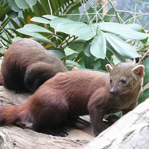 Ring-tailed Mongoose - Madagascar 031215