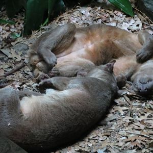 Fossa - Madagascar 031215