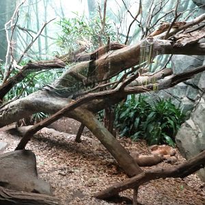 Fossa - Madagascar 031215