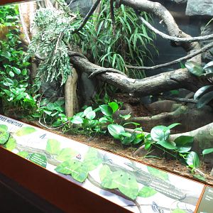 Blue Tree Monitor vivarium 031215