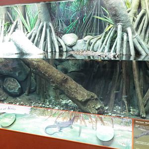 Mertens Water Monitor vivarium 031215