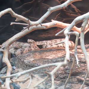 Speckled Rattlesnake 031215