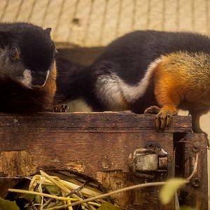 Prevosts squirrel : Cotswold WP : 18 Dec 2015