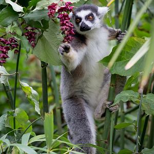 Ring-tailed lemur : Cotswold WP : 18 Dec 2015