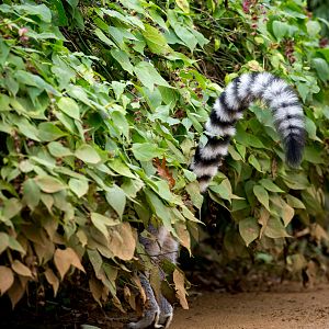 Ring-tailed lemur : Cotswold WP : 18 Dec 2015
