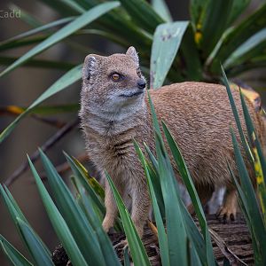 Yellow mongoose : Cotswold WP : 18 Dec 2015